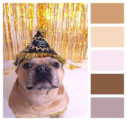 Domestic Animal French Bulldog New Year'S Day Image
